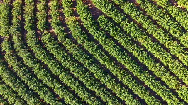 Rows of grapevines spread across the land showing deep green leaves in a structured pattern under bright daylight. The farm shows a well-maintained agricultural field.
