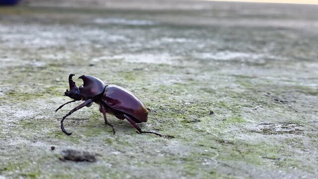 Close-up footage of a brown beetle walking slowly on a rough concrete surface outdoors. Natural insect behavior captured in daylight, showing detailed texture, movement, and environment.