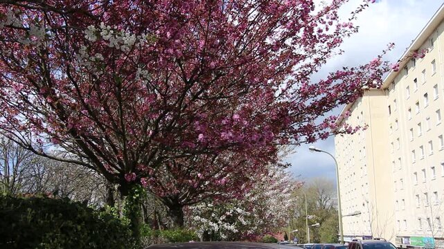 Spring in Paris. Sakura and cherry sway on a wind with blue sky and sun glares at the sunny midday. Blossom and architecture. High resolution video.