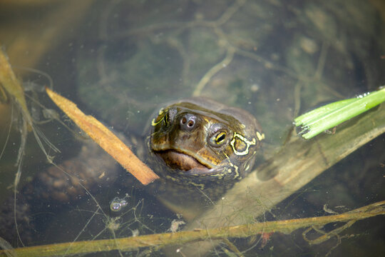 Chinese Pond Turtle in a Pond