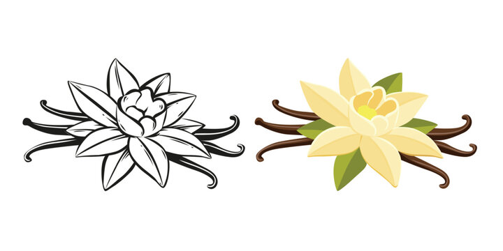 Vanilla Flower and Dried Sticks vector cartoon on a white background.Vector eps 10	