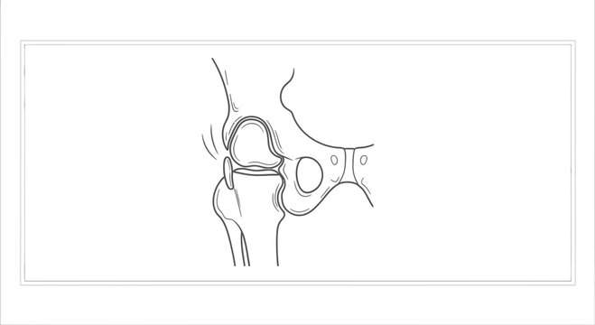 Detailed anatomical line illustration of the human hip joint structure and articulation