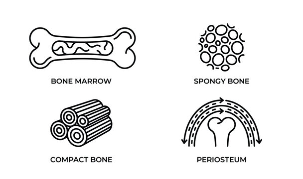 Anatomy icons set illustrating bone marrow spongy bone compact bone and periosteum on transparent