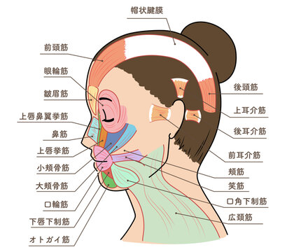 横を向いたアジア人女性の顔の筋肉図と名称