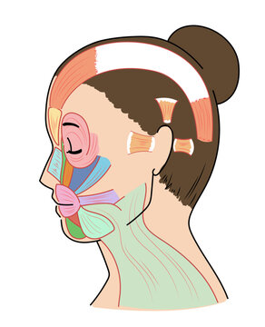 横を向いたアジア人女性の顔の筋肉図と名称