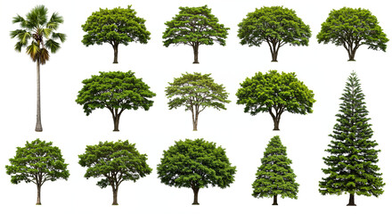 Fototapeta premium Assortment of tree specimens including palm, deciduous, and coniferous varieties, studio shot, botanical reference, green foliage, isolated specimens.