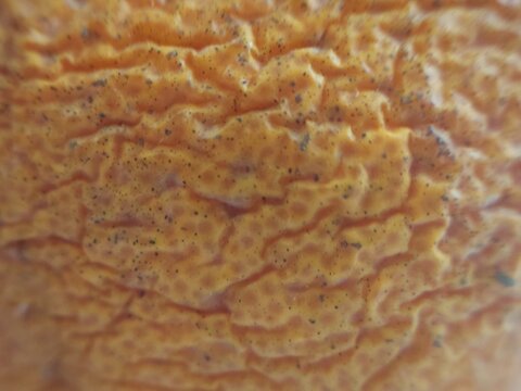 the texture of the orange peel which is wrinkled when seen up close