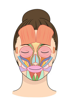 正面を向いたアジア人女性の顔の筋肉図と名称