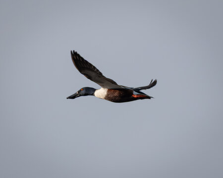Male Northern shoveler (Spatula clypeata) captured in level flight against a clear sky. The distinctive duck shows its large spatula-shaped bill, dark greenish head, white breast, rich chestnut flanks