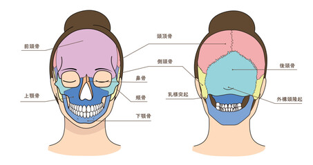 アジア人女性の顔の前面と後面の頭蓋骨イラストと名称 © Mami26
