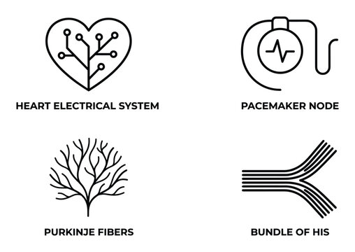 Heart anatomy line art heart electrical system pacemaker node purkinje fibers bundle of his design