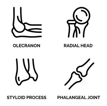 Human elbow anatomy thin line vector illustration of joint bone process and head joint