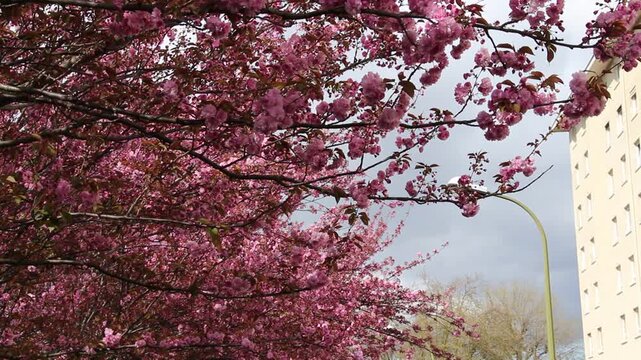 Spring in Paris. Sakura and cherry sway on a wind with blue sky and sun glares at the sunny midday. Blossom and architecture. High resolution video.