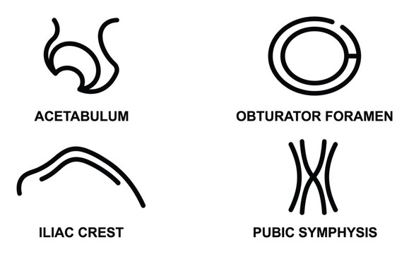 Human pelvis anatomy thin line vector illustration of acetabulum and obturator foramen bone
