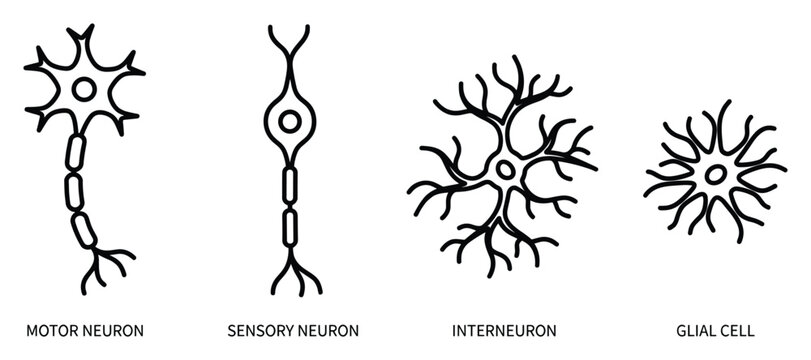 Nerve cell anatomy diagram including motor neuron sensory neuron interneuron and glial cell