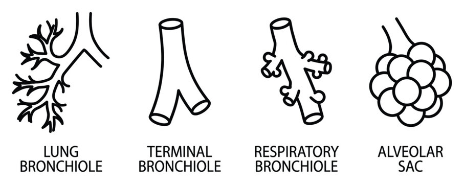 Respiratory system line vector of lung bronchiole terminal respiratory and alveolar sac