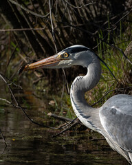 Fototapeta premium Grey heron standing in dense reed vegetation with its beak open, possibly calling or regulating body temperature. Captured in warm sunlight, this detailed image shows the bird in its natural marshland