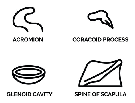 Scapula human shoulder anatomy diagram including acromion coracoid process and glenoid cavity