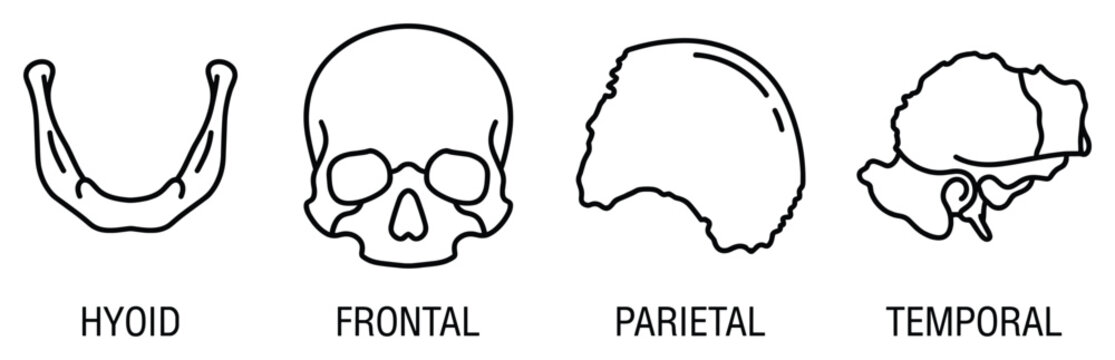 Skull bones human head anatomy diagram including hyoid frontal parietal and temporal