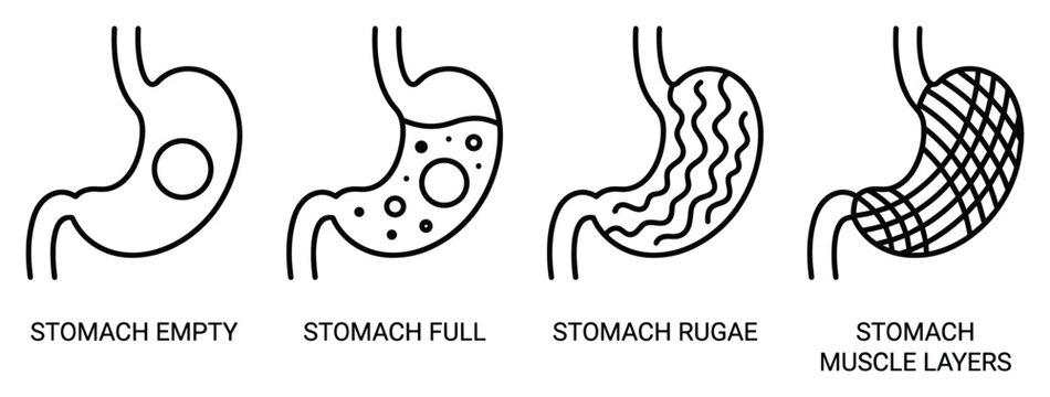 Stomach anatomy diagram showing layers rugae empty full and muscle structure black and white drawing