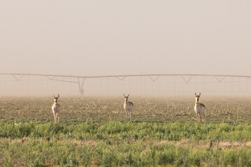 antelope group in the meadow © Obsidia Media