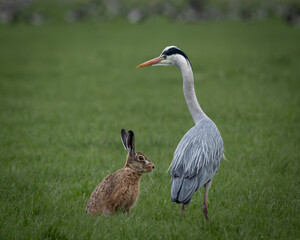 Fototapeta premium Unusual wildlife moment showing a grey heron standing beside a European hare in a lush grassy field. Captured in a natural rural setting, this image highlights an unexpected peaceful interaction