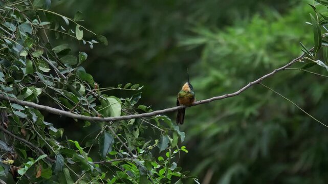Rufous-tailed jacamar (Galbula ruficauda) perched on branch and then flying away and coming back with green bokeh background
