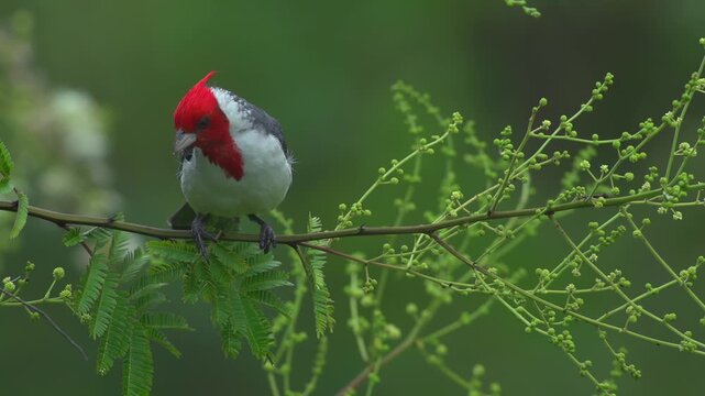 Red-crested Cardinal (Paroaria coronata) Taking Off from Branch &ndash; Dynamic Bird in Motion