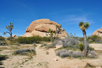 Joshua trees in front of a huge boulder at Joshua Tree National Park in California © John