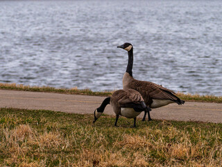 Two Canada geese stand by a paved walking path along a lake shore under a soft light during the daytime in Naperville Illinois © Donald