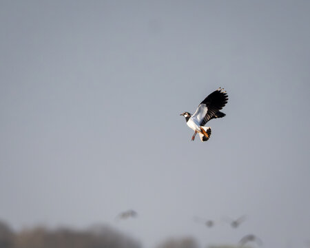 Northern lapwing (Vanellus vanellus) aggressively chasing a carrion crow (Corvus corone) in mid-air against a clear sky. The lapwing is identifiable by its bold black-and-white plumage, broad rounded