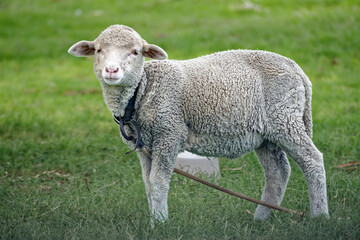 Fototapeta premium Corriedale lamb standing in green pasture looking