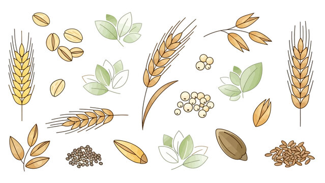 Assorted Wheat Ears and Grains Illustration.