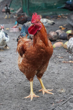 galo