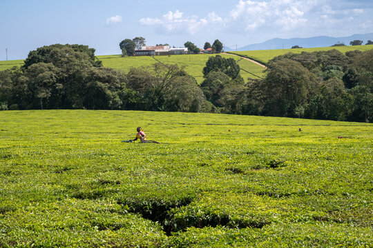 Tea plantation in  Kericho, Kenya