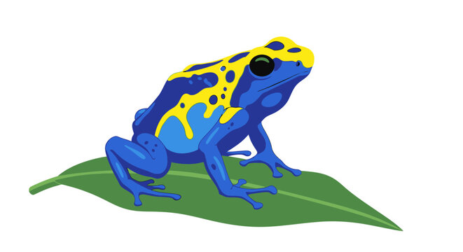 Poison dart frog on a leaf.