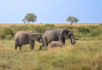 Elephants mom and child feeding in savanna grassland,  Maasai Mara National Park, Kenya © Natalia Kuzmina