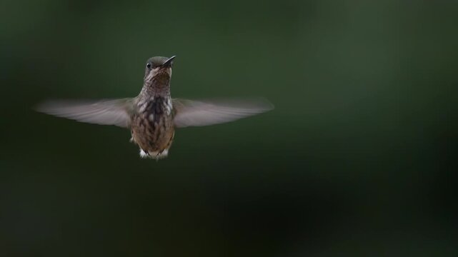 White-throated Hummingbird (Leucochloris albicollis) in flight against green forest background