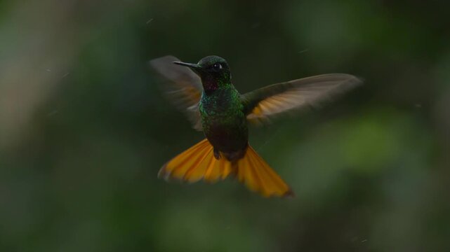 Brazilian Ruby Hummingbird flying in Tropical Rainforest