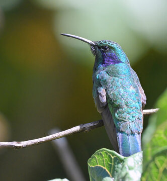The lesser violetear (Colibri cyanotus), also known as the mountain violet-ear,  Costa Rica