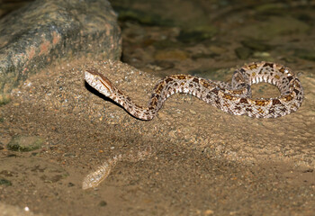 Obraz premium Fer‑de‑Lance Pit Viper (Bothrops asper) in Tropical Creek at Night, Costa Rica