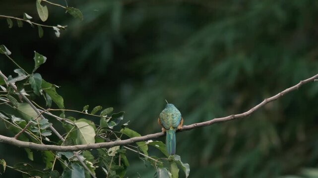 Rufous-tailed jacamar (Galbula ruficauda) perched on branch and then flying away with green bokeh background