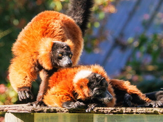 Maki Vari Roux © Ludovic