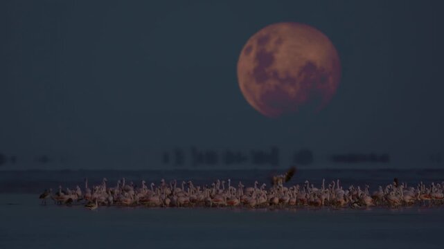 Andean Flamingos (Phoenicoparrus andinus) on water with dramatic full moon rising at dusk