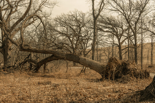 An uprooted oak tree lies on the forest floor with its root ball exposed among dormant trees in a Naperville Illinois forest preserve