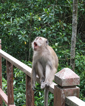 Monkey at Johor National Park