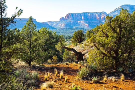 Red Rock Formations at Sunrise on Devils Bridge Trail in Sedona Arizona