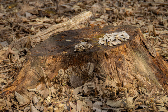 Close-up of a weathered tree stump in a forest preserve with shelf fungi growing on the top surface among fallen leaves in Naperville Illinois