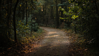 Fototapeta premium Forest path at dusk with soft sunlight filtering through leaves creating peaceful mood
