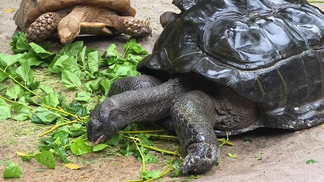 Close-up footage of a tortoise eating fresh green leaves on the ground. Natural wildlife behavior captured outdoors, showing detailed shell texture and slow movement of a herbivorous reptile.